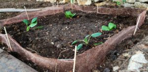 Avis sur les Filet Anti-Limaces en cuivre : Le Grand Test Comparatif. Lequel est le plus efficace ?